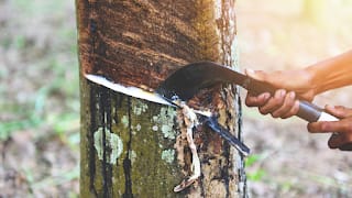 Top 5 Challenges Faced By Rubber Growers